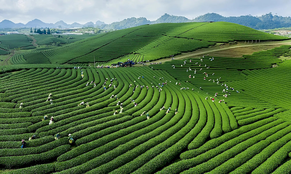 Đồi chè hình trái tim từ trên cao